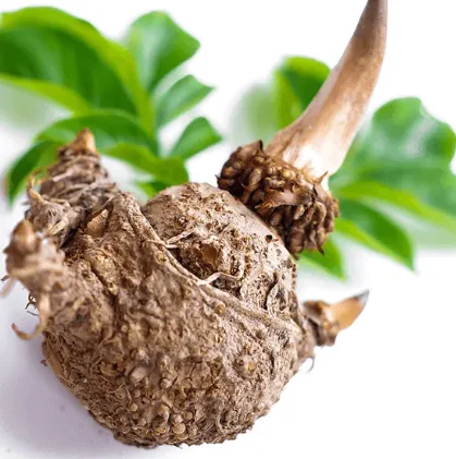 Konjac root with a fresh green leaf on a white background